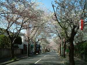 桜祭り、桜通り、さくら、八柱、常盤平