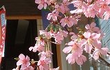 オカメ桜、開花